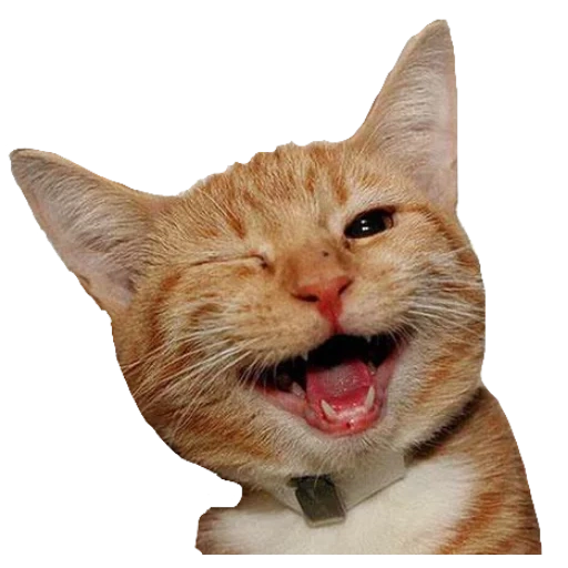 улыбающаяся кошка, подмигивающий кот, кот широкой улыбкой