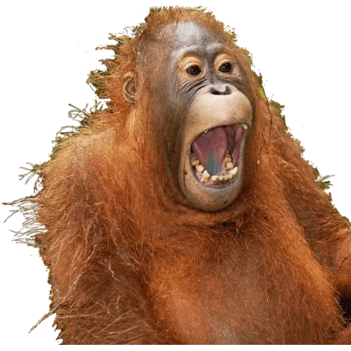 обезьяна ржет, орангутанг смешной, ржачные приколы до слёз