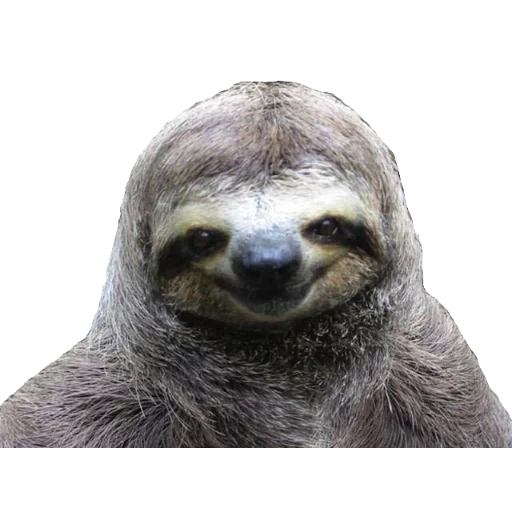 sloth, мем ленивец, счастливы вместе, улыбающийся ленивец, animal meme redbubble