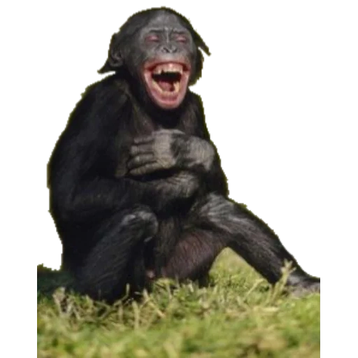 шимпанзе смеется, 2 обезьяны смеются, смеющаяся обезьяна, две обезьяны смеются
