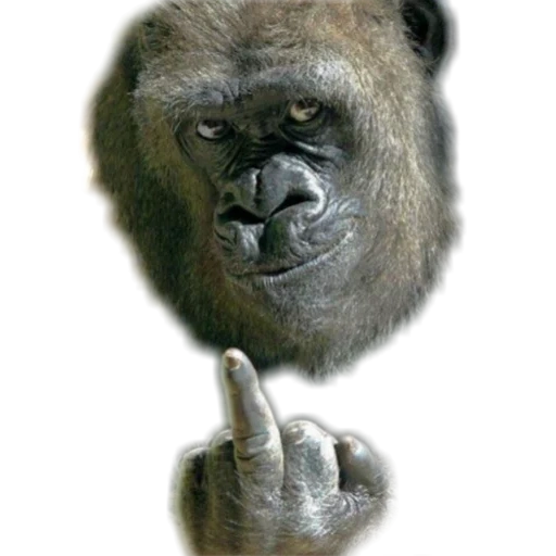 горилла, горилла фак, обезьяна фак, обезьяна горилла, горилла показывает средний палец