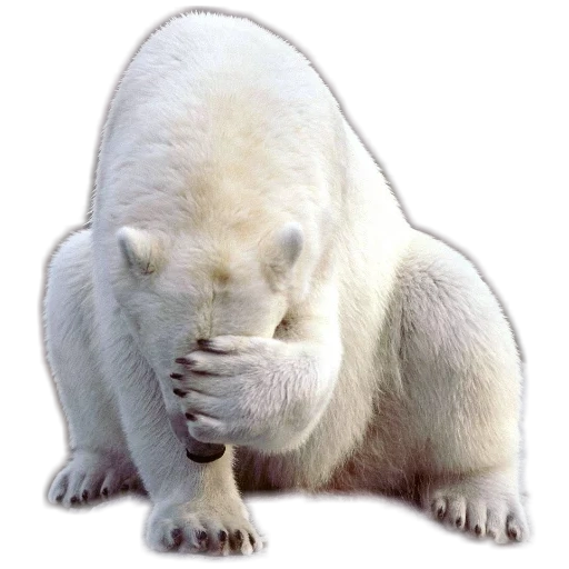 медведь белый, я белый медведь, полярный медведь, белый медведь фейспалм, белый медведь белом фоне