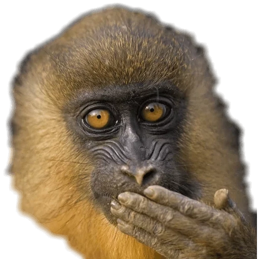 mandrill, обезьянки, испуганная обезьяна, удивленная обезьянка, national geographic channel