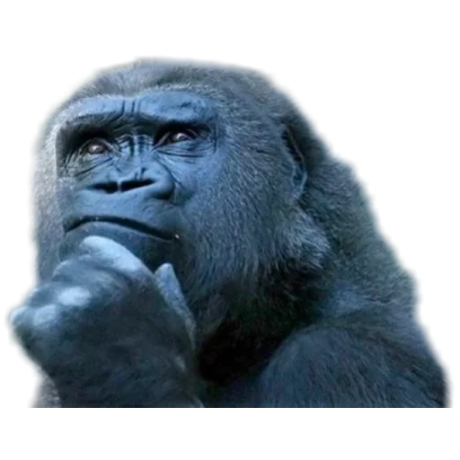google, горилла, горилла обезьяна, задумчивая горилла, задумчивая обезьяна