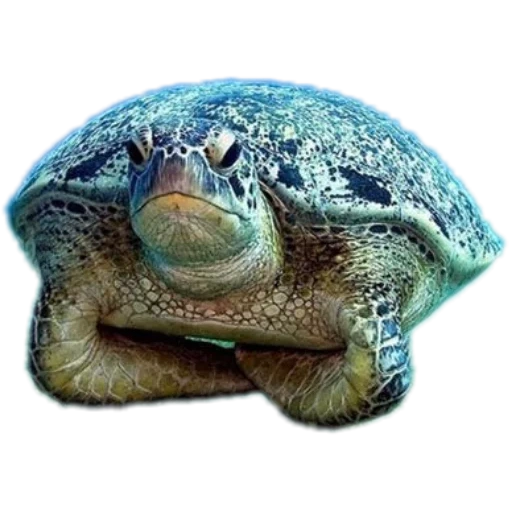 черепаха, зелёная черепаха, морская черепаха, животные черепаха, морская черепаха прикольная