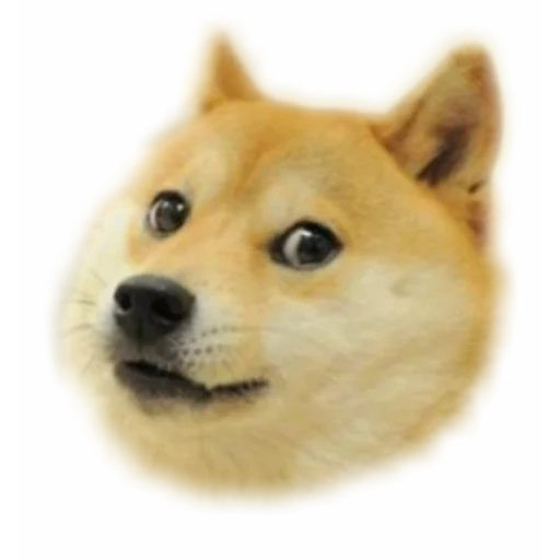 doge, мем doge, мем собака, сиба-ину doge, doge фотошопа