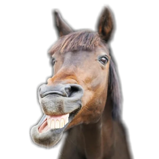 морда коня, ржущий конь, морда лошади, лошадь морда улыбка, лошадь открытым ртом