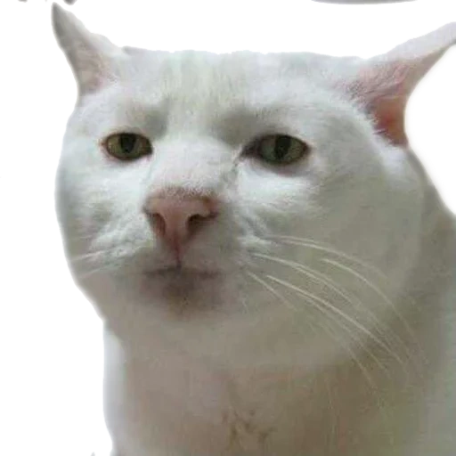 cat, serious cat, a serious cat, crying cat meme, disgruntled white cat