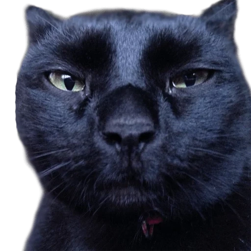 gato, gato, gato británico, pantera animal, schwarzer panther 2014 black panther