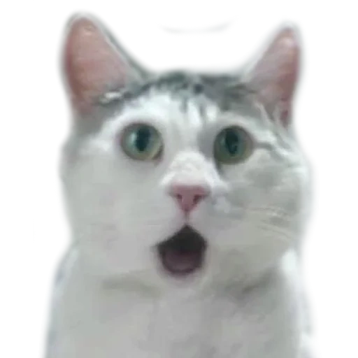 cat, cat whiskers, meme cat, surprised cat, surprise cat meme pattern