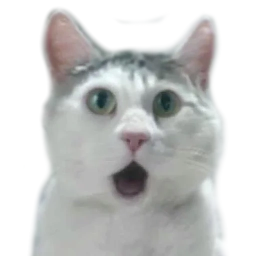 gato, bigote de gato, gato de meme, un gato sorprendido, plantilla de meme de gato sorprendida