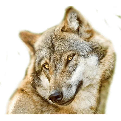 wolf, grey wolf, the wolf laughs, smiling wolf, will bite on the bucket