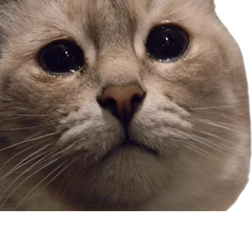 a tearful cat, crying cat, sad cat, crying cat meme, sad cat meme