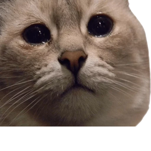 gatto con lacrime, catti piangenti, gatto triste, meme di gatto piangente, meme gatto triste