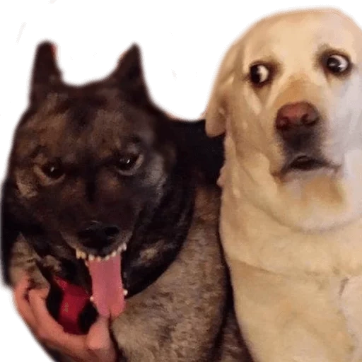 cane, cane, cane p, tre cani, un meme con due cani