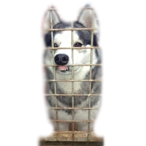 husky, o husky é engraçado, cão engraçado, fibersky hafki, sou fibirfki hafki