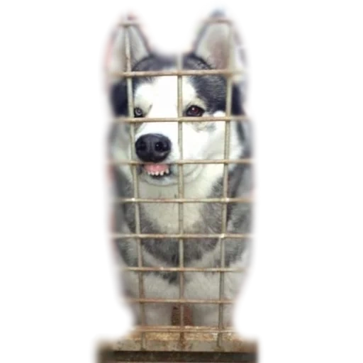 heskey, huskies are funny, funny dog, havki fiberfuki, i'm fibirfki hafki