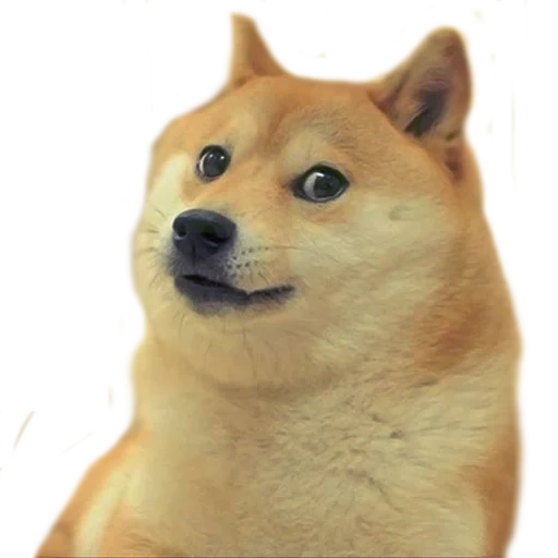 doge, cão de madeira, jonathan doug, cão de madeira, cão de madeira