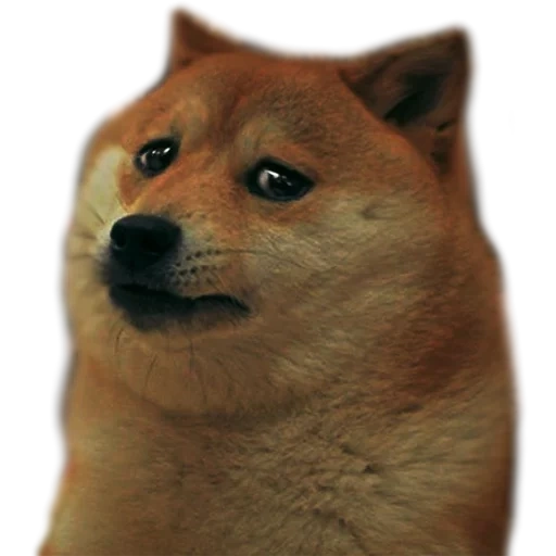 não, doge, motivo de cão, motivo do cão