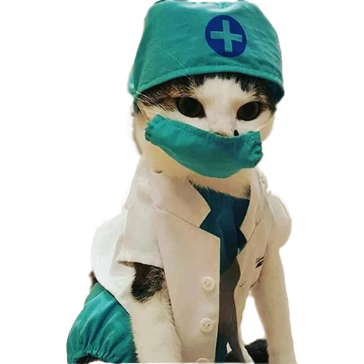 médico de gato, dr cat, dr kat, médico de gato, el gato es una máscara médica