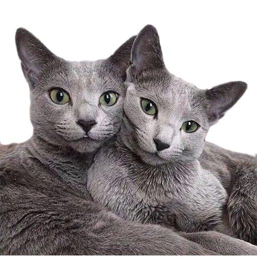 gatti, il gatto è grigio, cat blu, il gatto russo è blu, russian blue cat