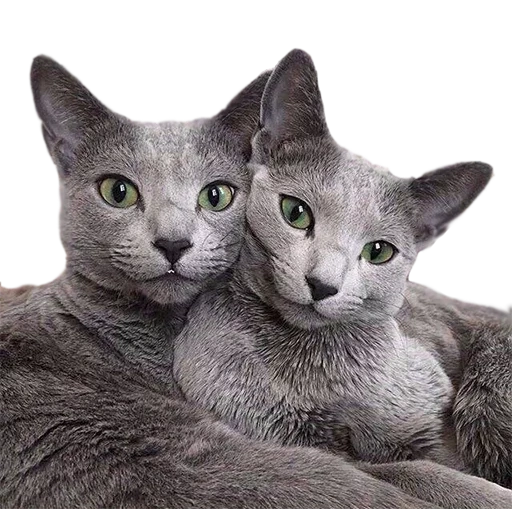 cats, cat gray, blue cat, cat russian blue, russian blue cat