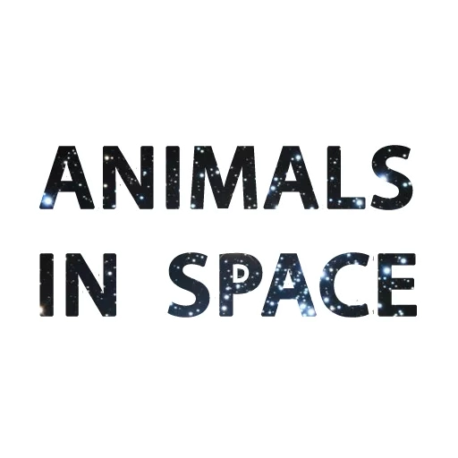 animals, live animal, empresa de serviços de animação, service animal, world animal protection