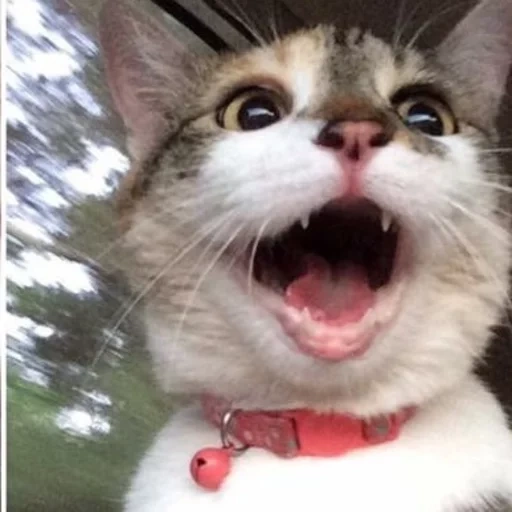 cat, uber cat, the cat is screaming, a screaming cat, funny cat