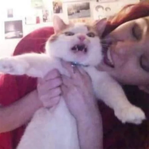 kucing, kucing, selfie, kucing jahat, selfie lucu