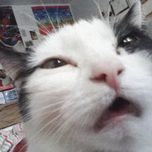 katzenmeme, niesenkatze, das gesicht der katze ist ein meme, die gebeugtte katze, schlumpfte katze