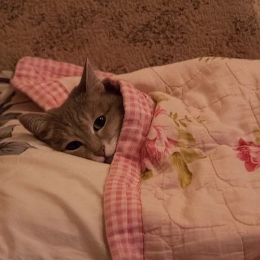кот, котик, кошки, котик кроватке, кот под одеялом