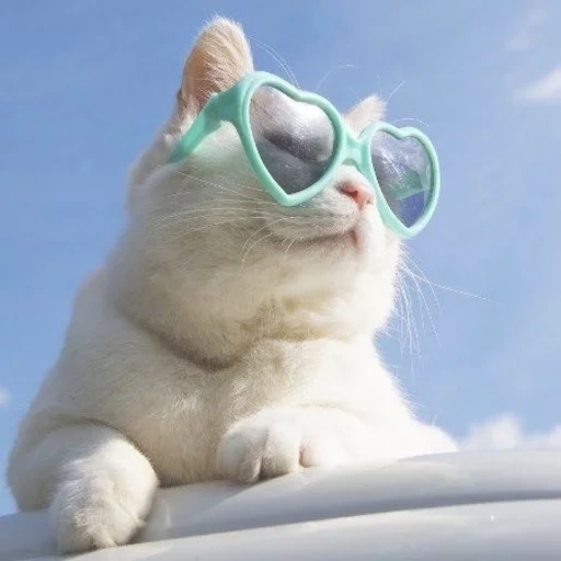 nao, mer de chat, chat de vacances, chat avec des lunettes, chat de lunettes de soleil