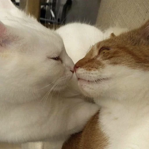 amada de gato, animal fofo, beijando gato, beijo do selo, gatinho encantador