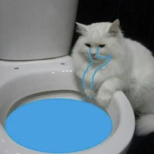 gato, o gato está tomando banho, gato de vaso sanitário, banheiro de choro de gato, cabeça de gato triste