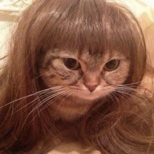gato, gato, lo entenderé, gato, el gato es una peluca