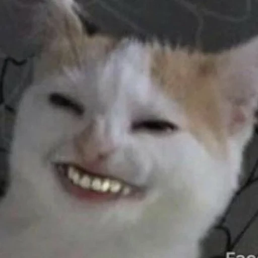 gato, gato, animales, el gato estornuda una lengua de meme, el gato sonríe con un meme dientes