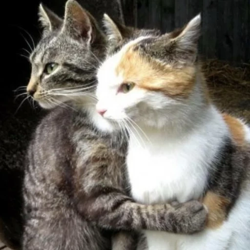 gato, gato, gato, gatos, los gatos están abrazados