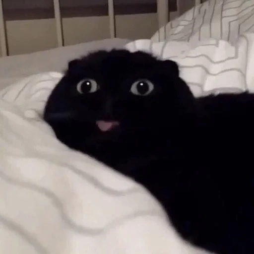 gato, selo engraçado, animais são ridículos, cat, gato preto revela sua língua