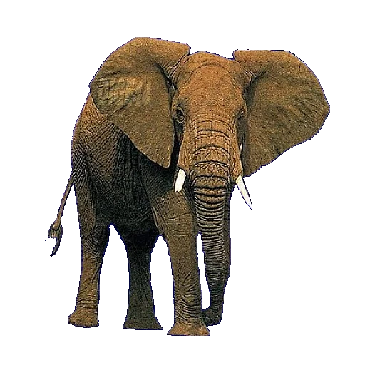 слон, слон йоси, слон слон, слон весит, самое удивительное у слона хобот