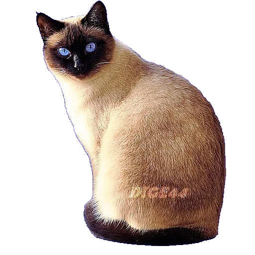 siamese cat, сиамская кошка, порода тайская кошка, имена сиамских котов, порода кошек сиамская