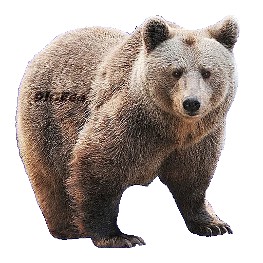 медведь, медведь бурый, медведь россии, медведь степан, медведь медведь