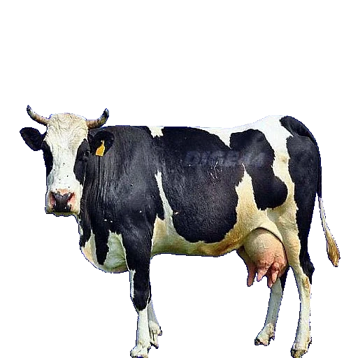 корова, корова без фона, молочная корова, корова белом фоне, черно пестрая корова