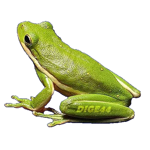 квакша, лягушка жаба, лягушка квакша, лягушка белом фоне, зеленая австралийская квакша