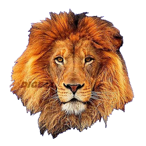 льва тигра, постер лев, голова льва, рисунок льва, животные лев