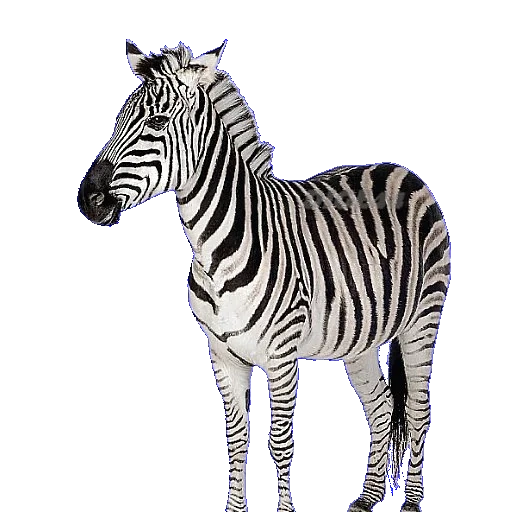 зебра, шляйх зебра, карточка зебра, зебра белом фоне, детские карточки зебра