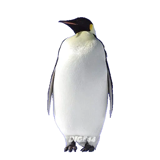 пингвин, пингвин белом фоне, императорский пингвин, королевский пингвин без фона, королевский пингвин белом фоне