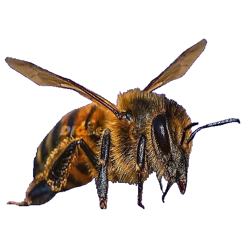 пчела, пчела матка, пчела карника, медовая пчела, трутень пчела