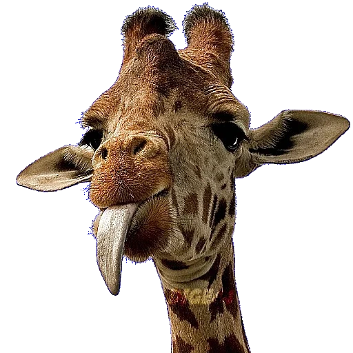жираф, жираф язык, язык жирафа, жираф животное, жираф 2020 giraffe