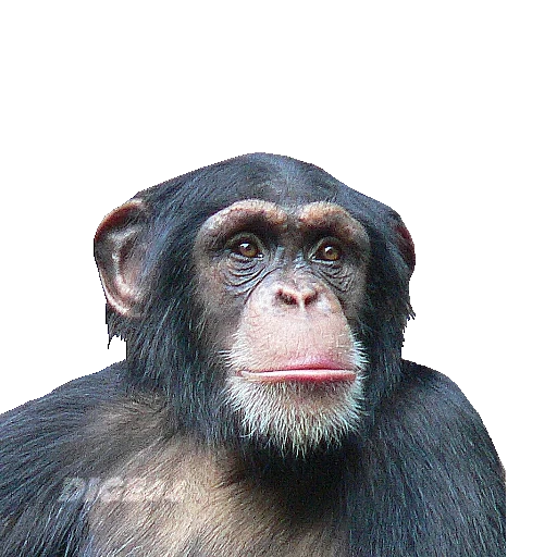 обезьяна, шимпанзе, обезьяна орхан, обезьяна шимпанзе, обыкновенный шимпанзе