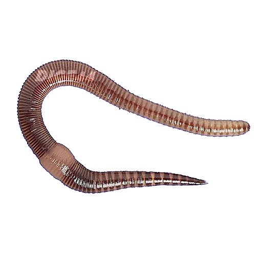 черви, дождевой червь, кольчатые черви, дендробена червь, кольчатые черви черви